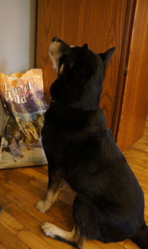 Reusing Cat and Dog Food Bags